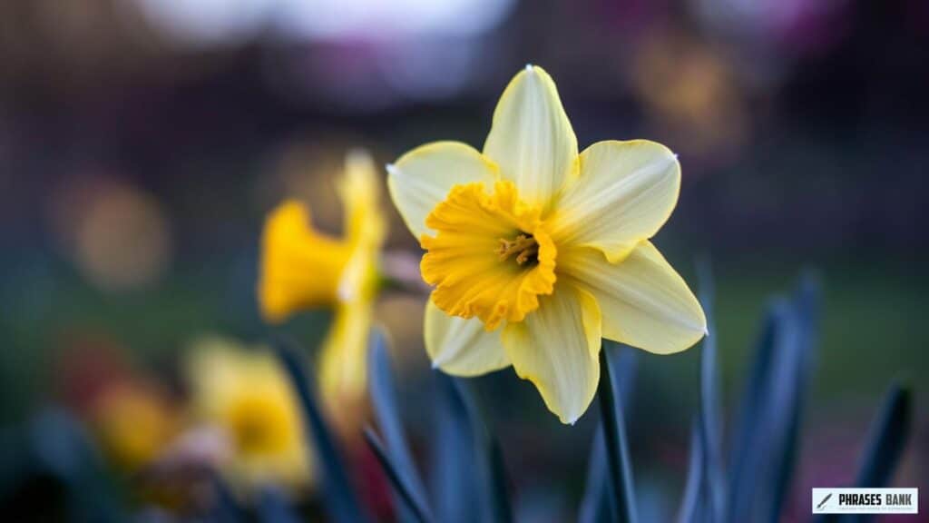 Similes for spring - daffodil