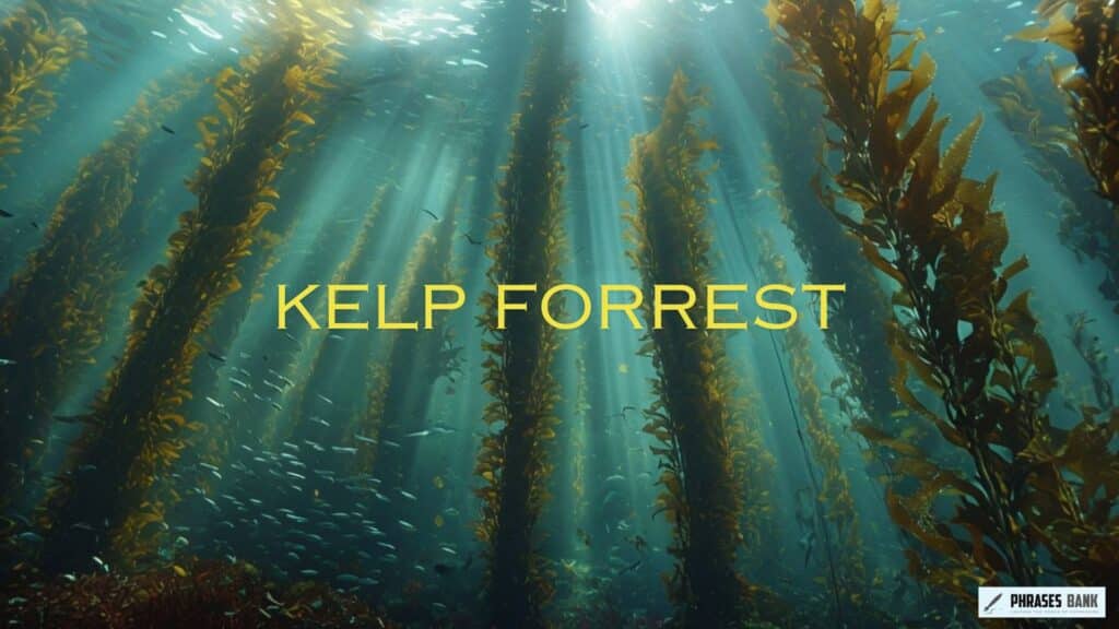 Kelp Forrest